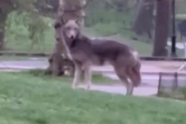 Coyote in Central Park