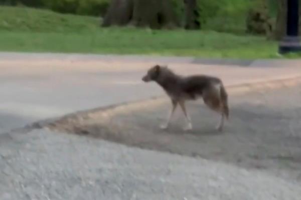 Coyote in Central Park