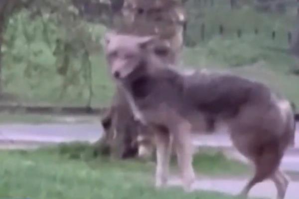 Close-up of a coyote