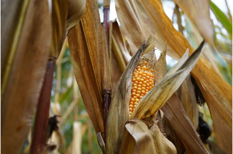 Corn Belt